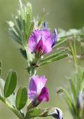 Vicia sativa
